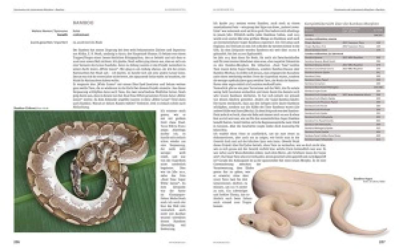 Python regius - Atlas of Colour Morphs, Keeping and Breeding